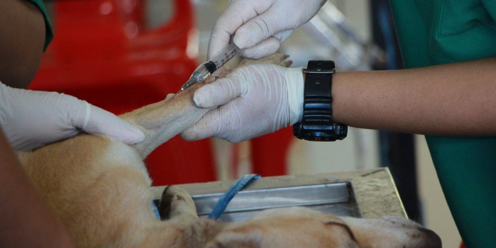 Veterinarian giving a dog a shot